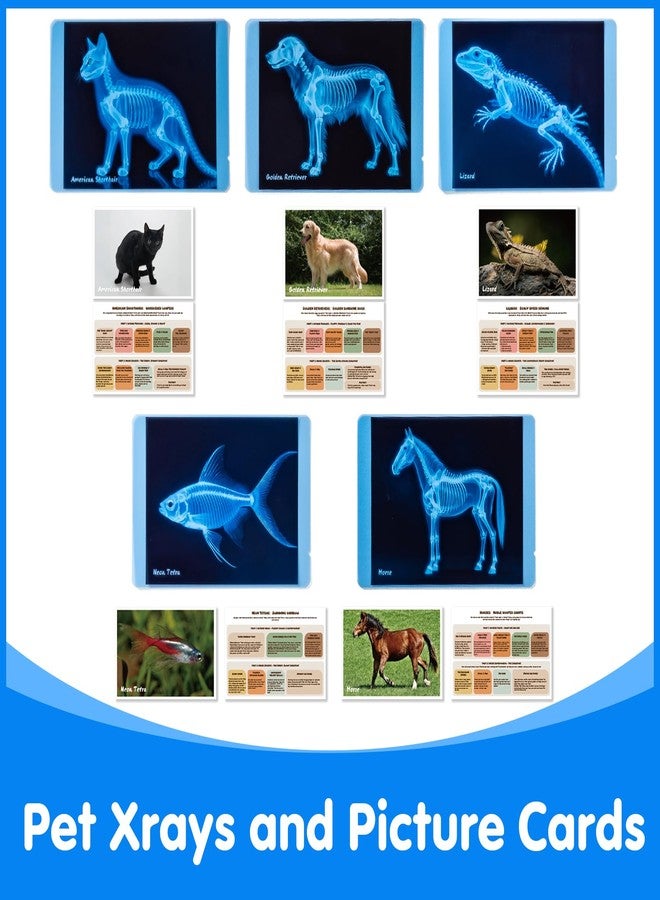 Odoorgames Pet Series Animal Xrays for Kids, Pet Xrays Set, Light Table Accessories, Perfect for Vet Role Play and Learning About Pets' Anatomy - Image 5